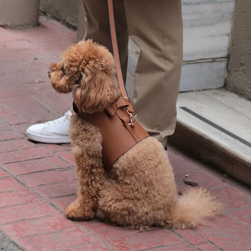 Strong Durable Dog Harnesses Best Dog Vest Harness Bcadem Service