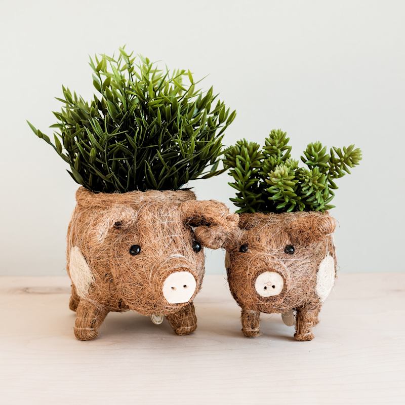 Thumbnail of Baby Country Pig Animal Planter - Natural Coco Coir Mini Indoor Pot image