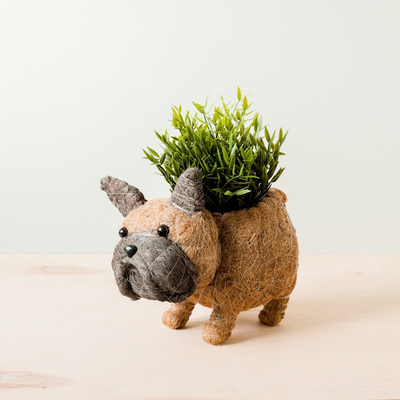 Thumbnail of French Bulldog Planter - Coco Coir Pots Likhâ image