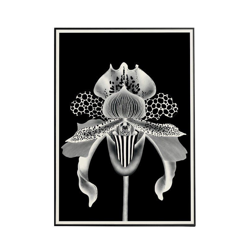 Thumbnail of Orchidia Black S image