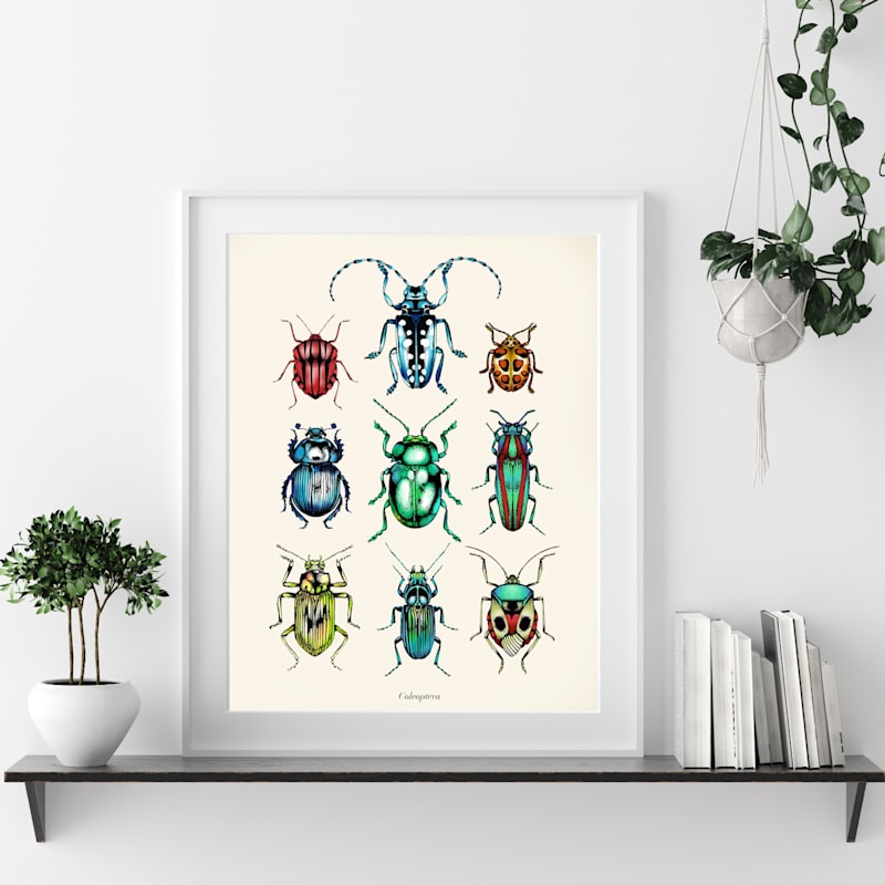 Thumbnail of 'Antique Tropical Beetles' Fine Art Print A5 image