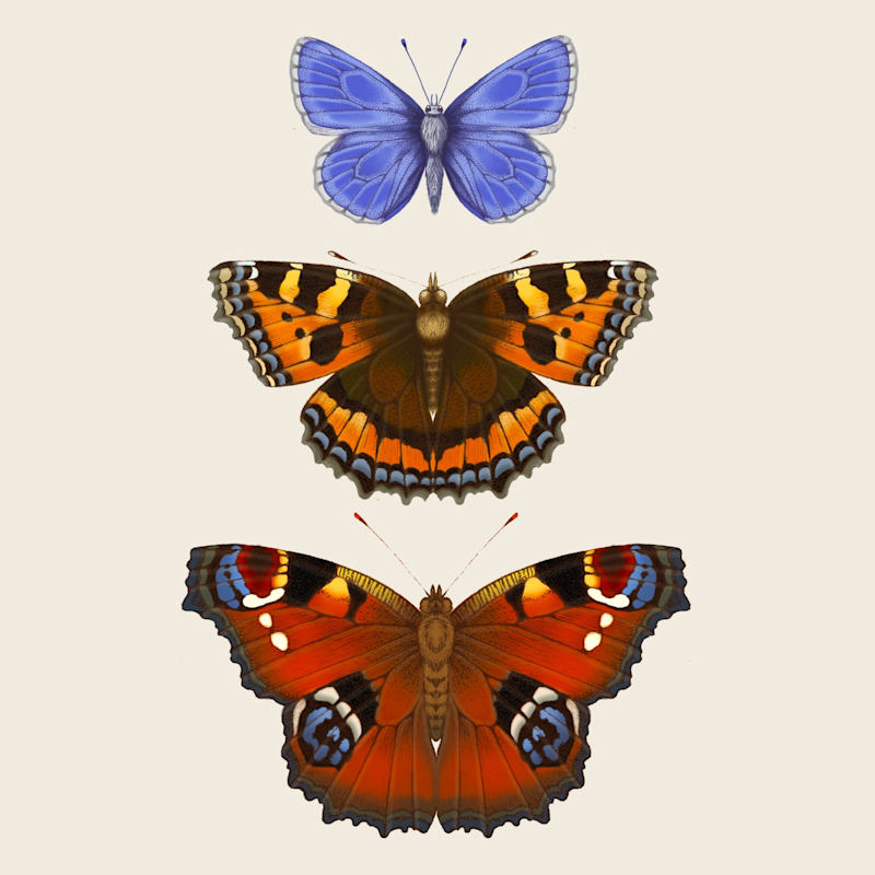 Thumbnail of 'Antique British Butterflies Vi' Fine Art Print M image