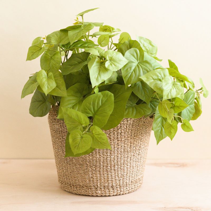 Thumbnail of Natural Scallop Basket - Planter Basket image