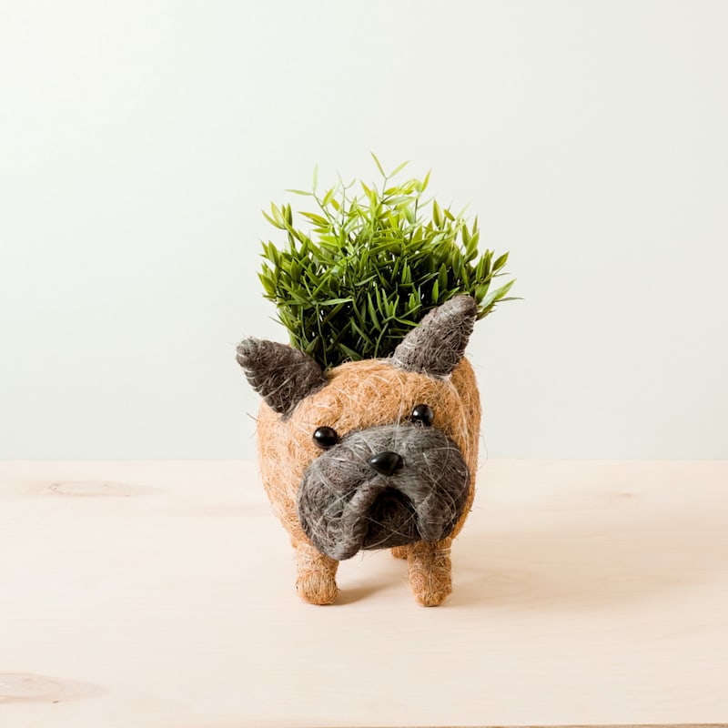 Thumbnail of French Bulldog Planter - Coco Coir Pots Likhâ image