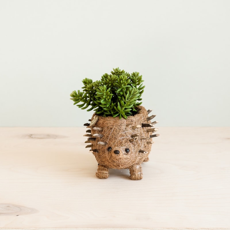 Thumbnail of Coco Coir Animal Planter Baby Hedgehog image