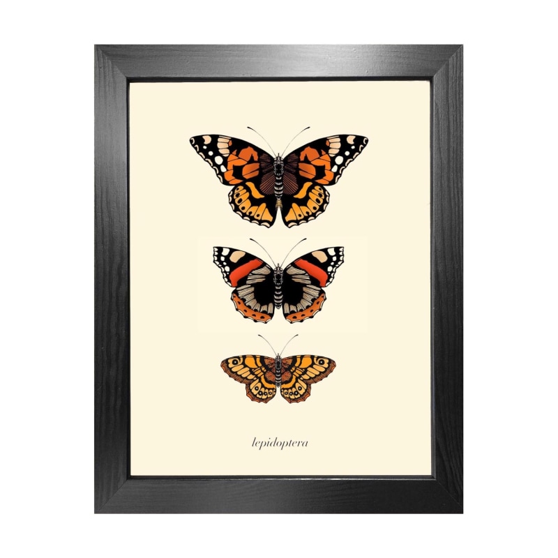 Thumbnail of 'Antique British Butterflies Ii' Fine Art Print A5 image