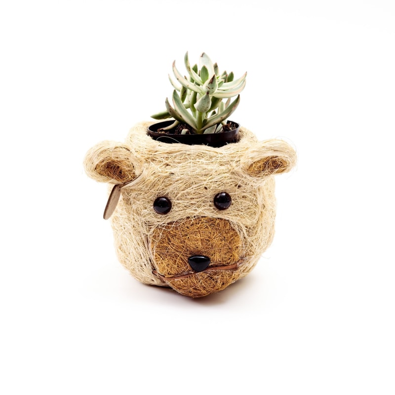 Thumbnail of Coco Coir Mini Pot Bear image