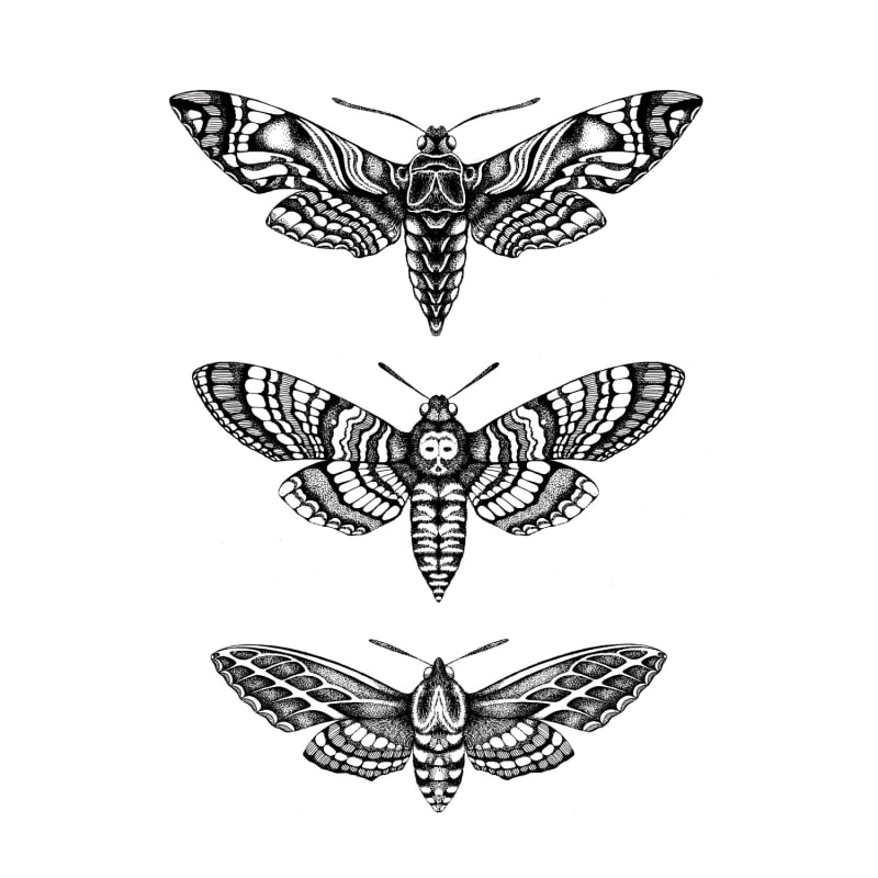 Thumbnail of 'Hawk Moths' Fine Art Print A3 image