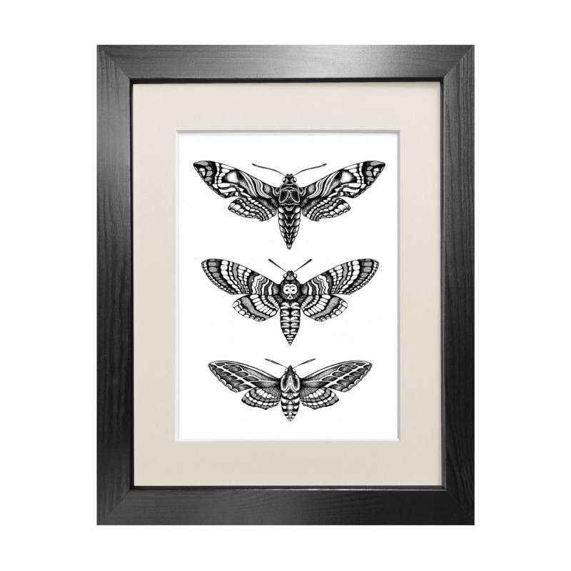 Thumbnail of 'Hawk Moths' - Fine Art Print A4 image