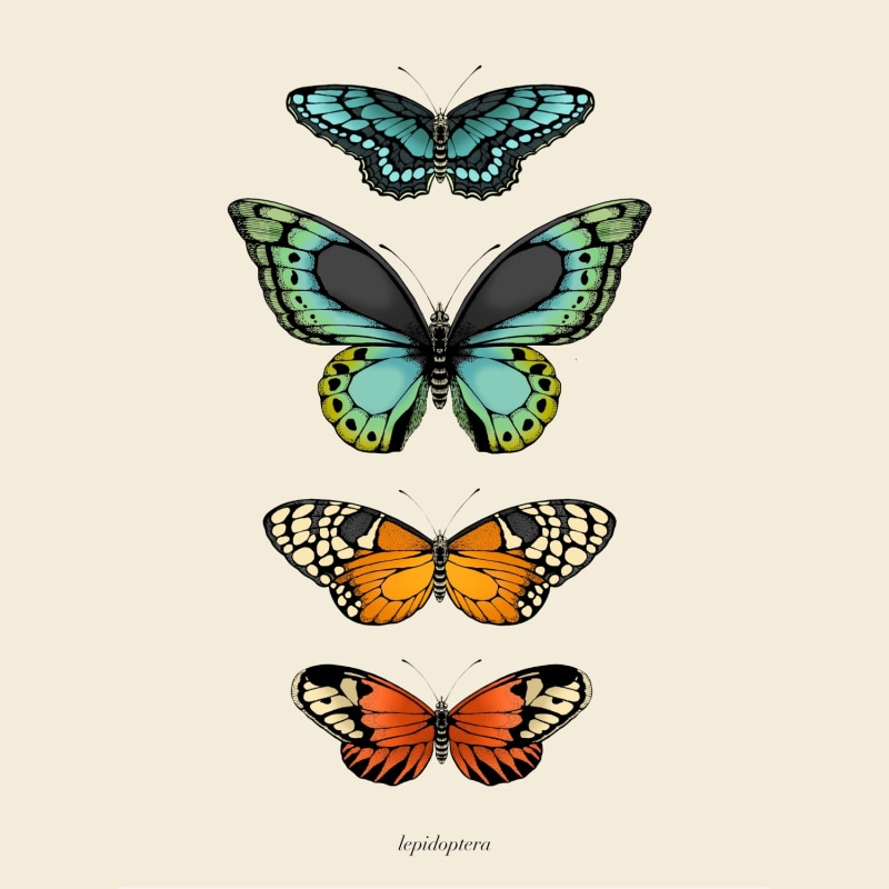 Thumbnail of 'Antique Tropical Butterflies Ii' Fine Art Print A3 image