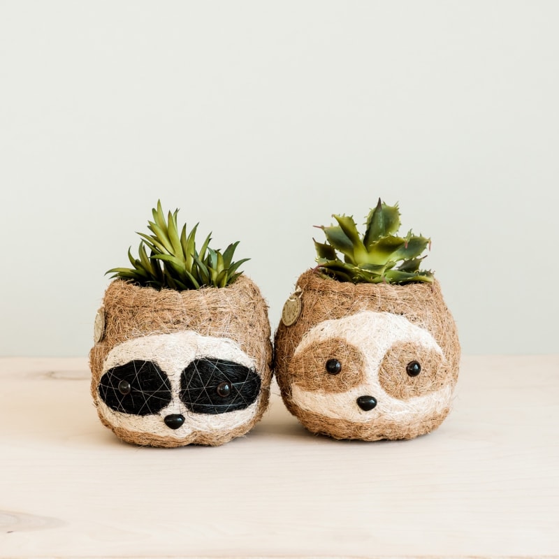 Thumbnail of Coco Coir Animal Planter Mini Pot Sloth Light image