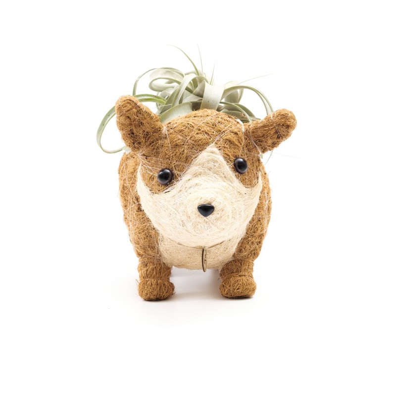 Thumbnail of Coco Coir Animal Planter - Corgi image