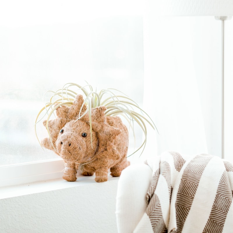 Thumbnail of Coco Coir Animal Planter - Triceratops image