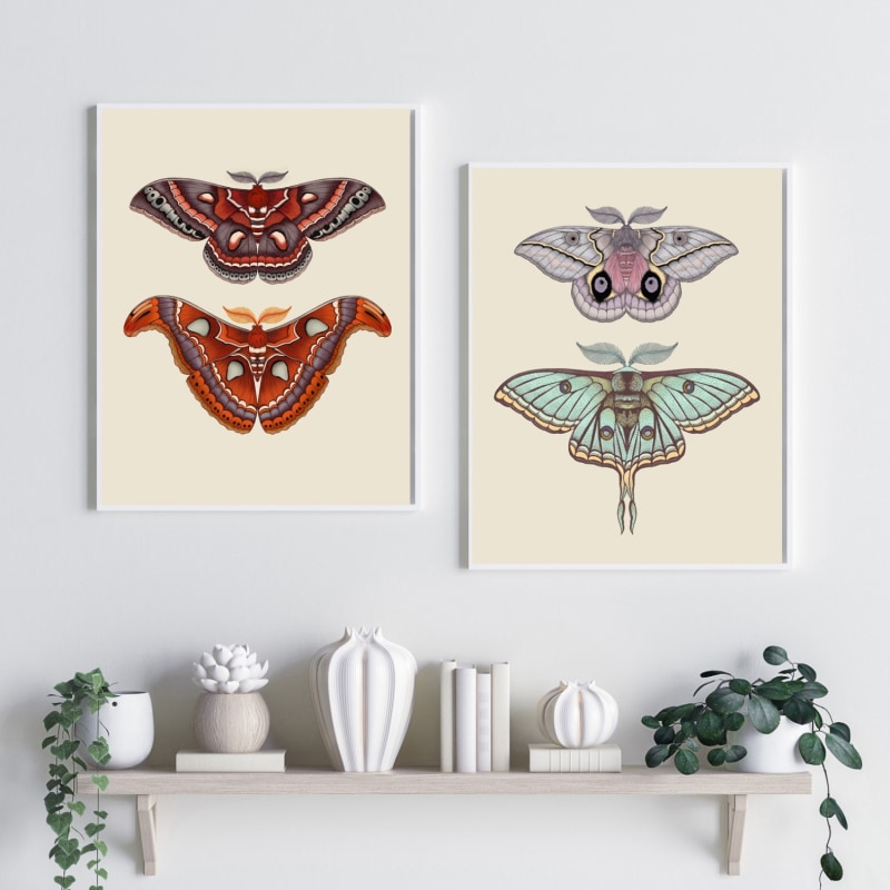 Thumbnail of Antique Atlas & Cecropia Moths Fine Art Print A4 image