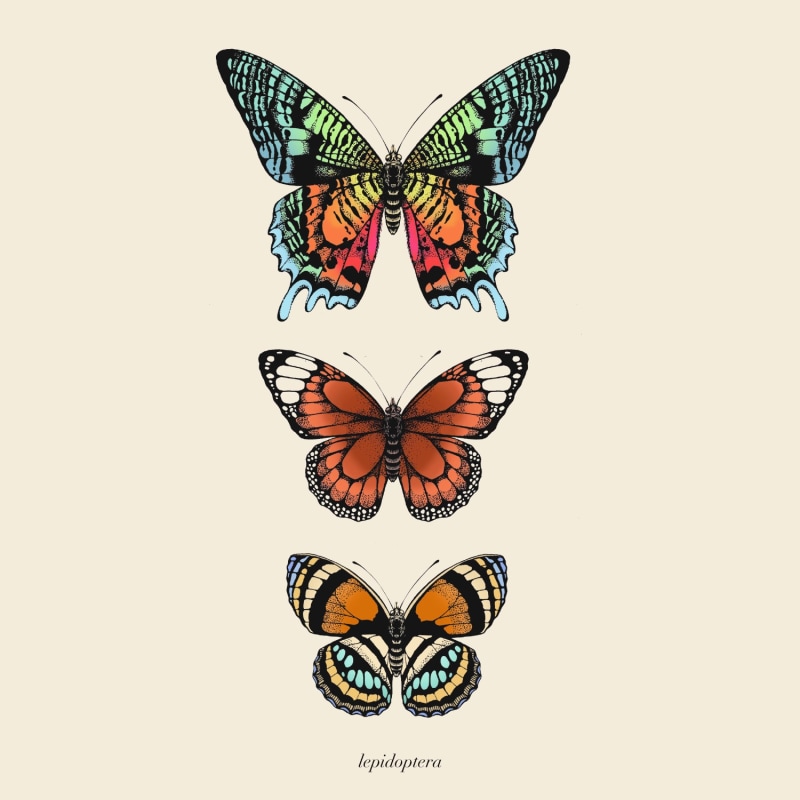 Thumbnail of 'Antique Tropical Butterflies I' Fine Art Print A3 image