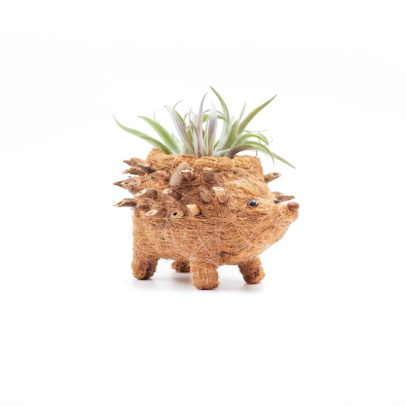 Thumbnail of Coco Coir Animal Planter Baby Hedgehog image