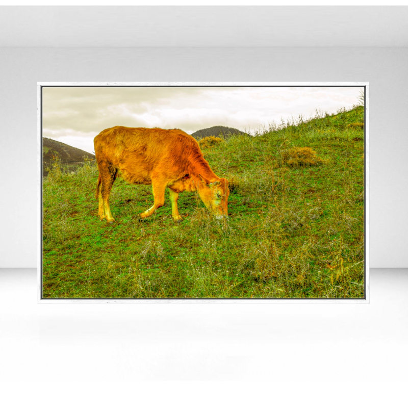 Thumbnail of Cow In Nature image
