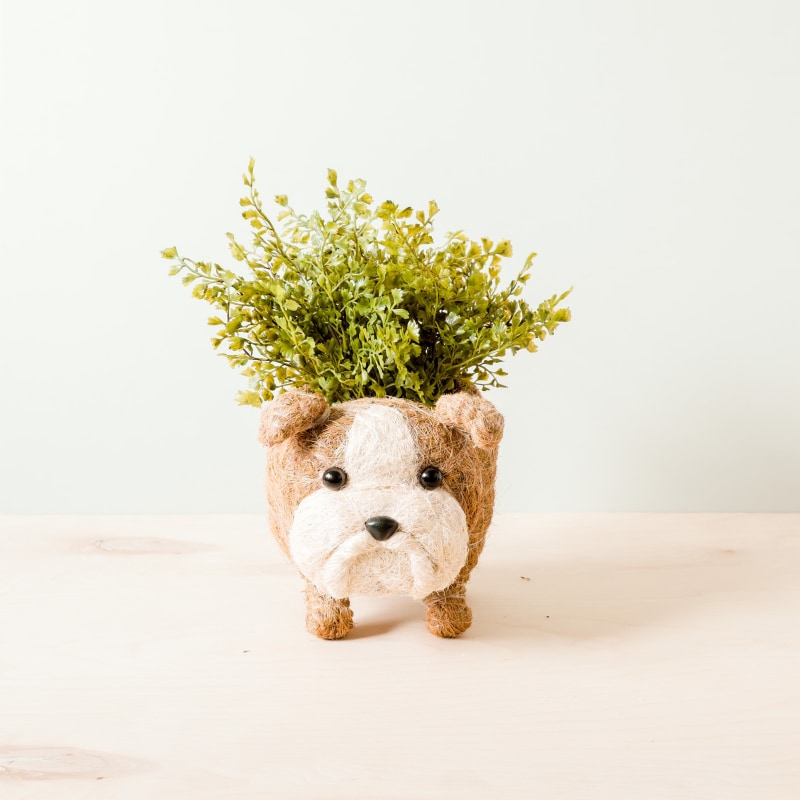 Thumbnail of English Bulldog Planter - Coco Coir Pots Likhâ image