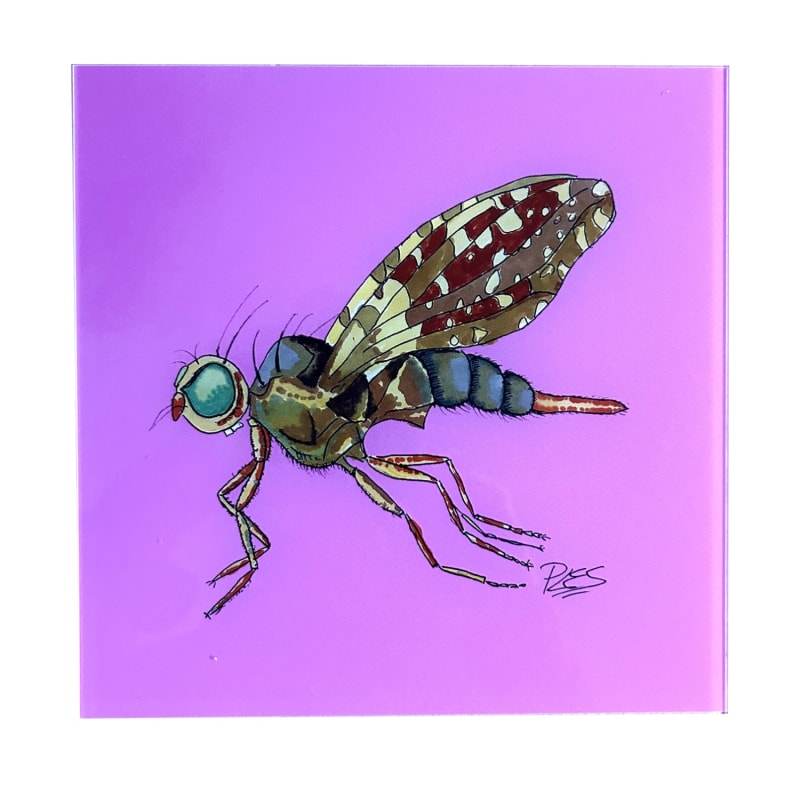 Thumbnail of Painting Brown Fly Pink Background image