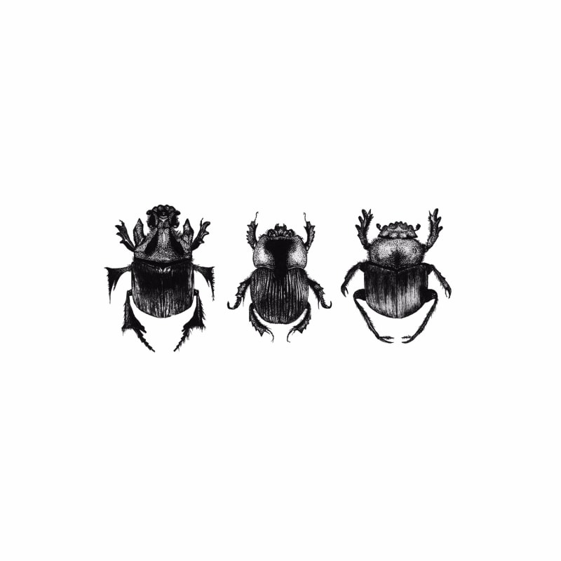 Thumbnail of Dung Beetles Fine Art Print A4 image