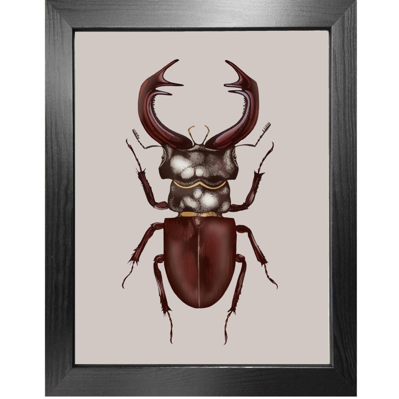 Thumbnail of Antique Stag Beetle Fine Art Print A4 image