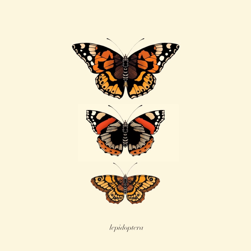 Thumbnail of 'Antique British Butterflies Ii' Fine Art Print A4 image