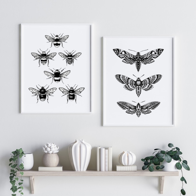 Thumbnail of 'Hawk Moths' Fine Art Print A3 image