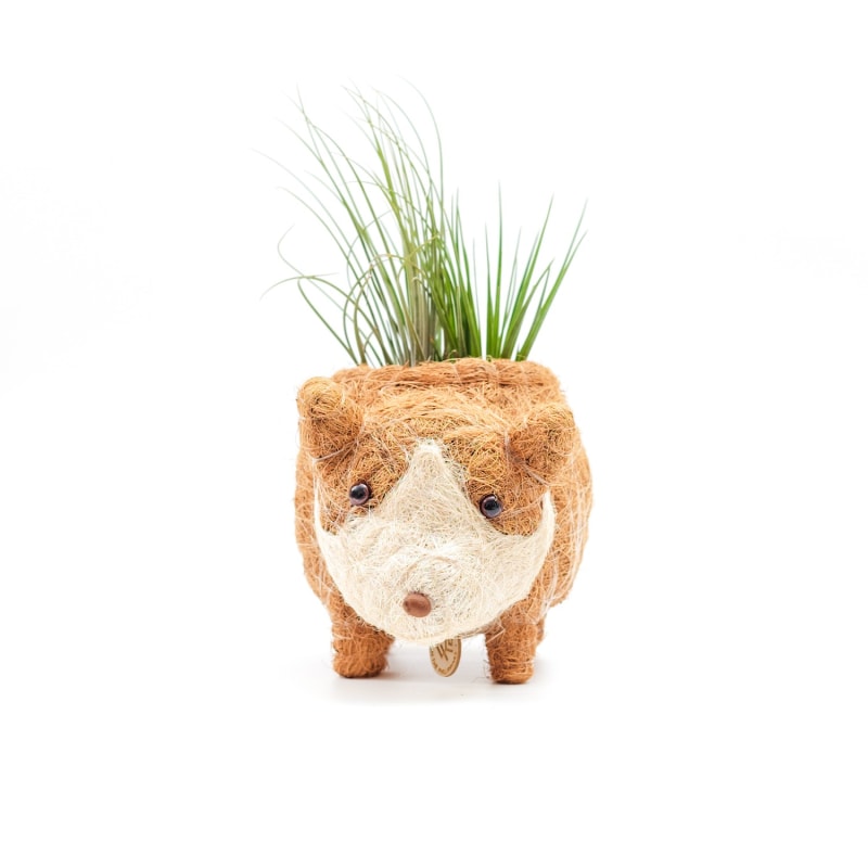 Thumbnail of Coco Coir Animal Planter - Baby Corgi image