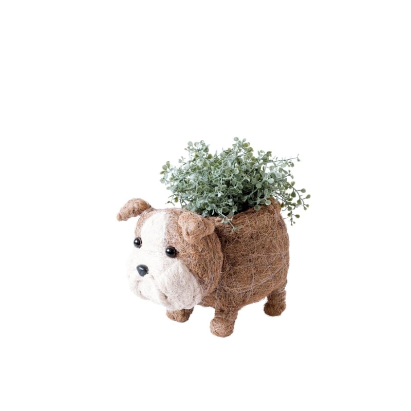 Thumbnail of English Bulldog Planter - Coco Coir Pots Likhâ image