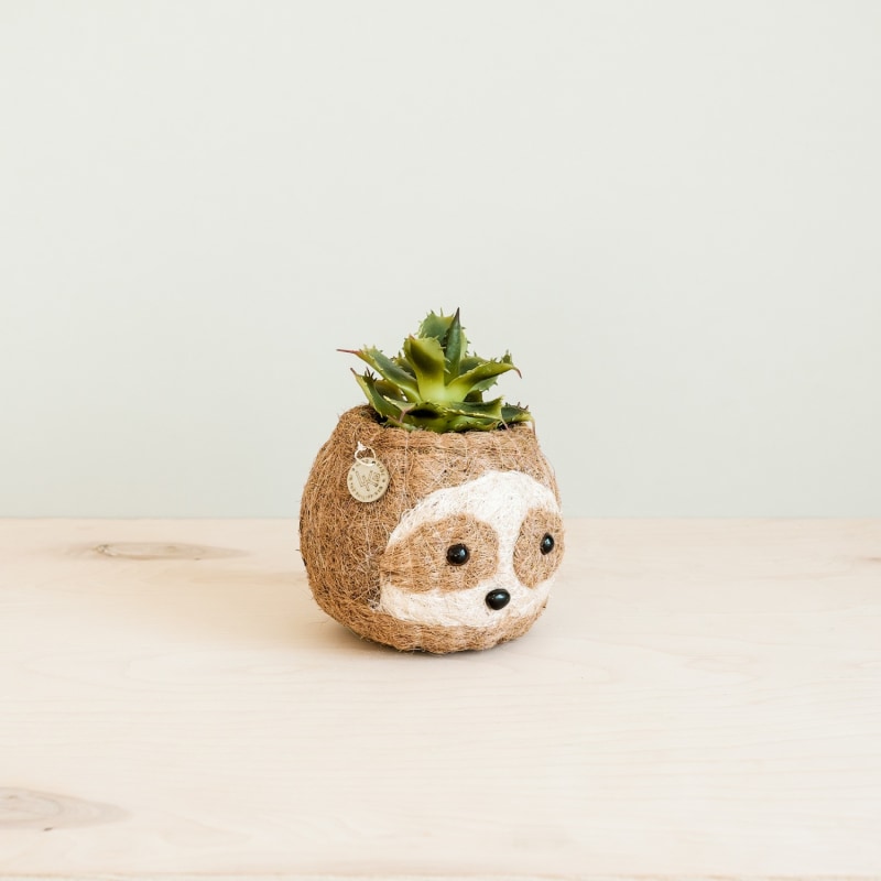 Thumbnail of Coco Coir Animal Planter Mini Pot Sloth Light image