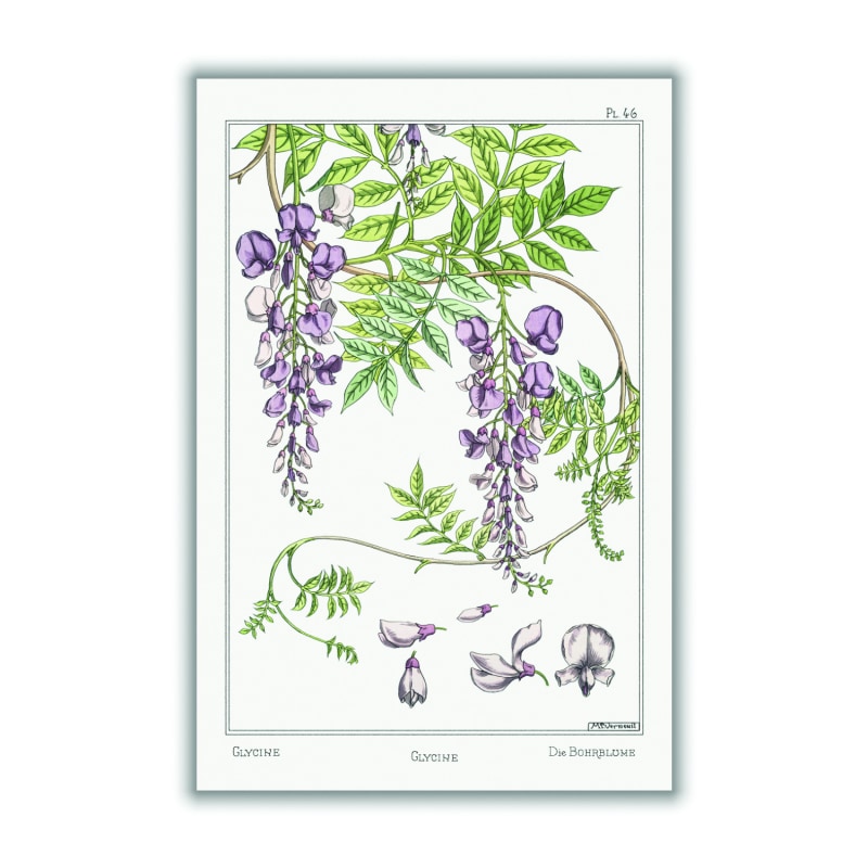 Glycine Wisteria Print by Maurice Pillard Verneuil, Stanley Print House