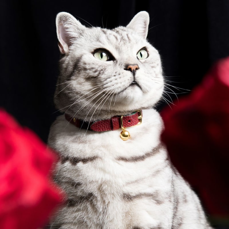 Caviar cat collar cheap