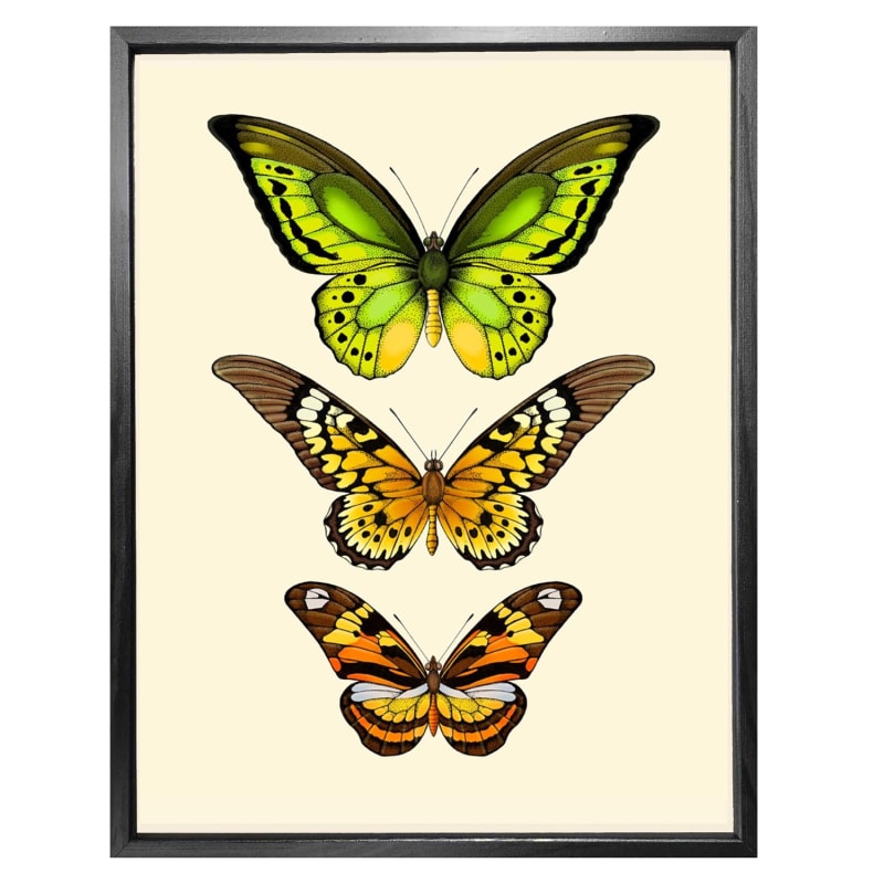 Thumbnail of 'Antique Tropical Butterflies VI' Fine Art Print A4 image