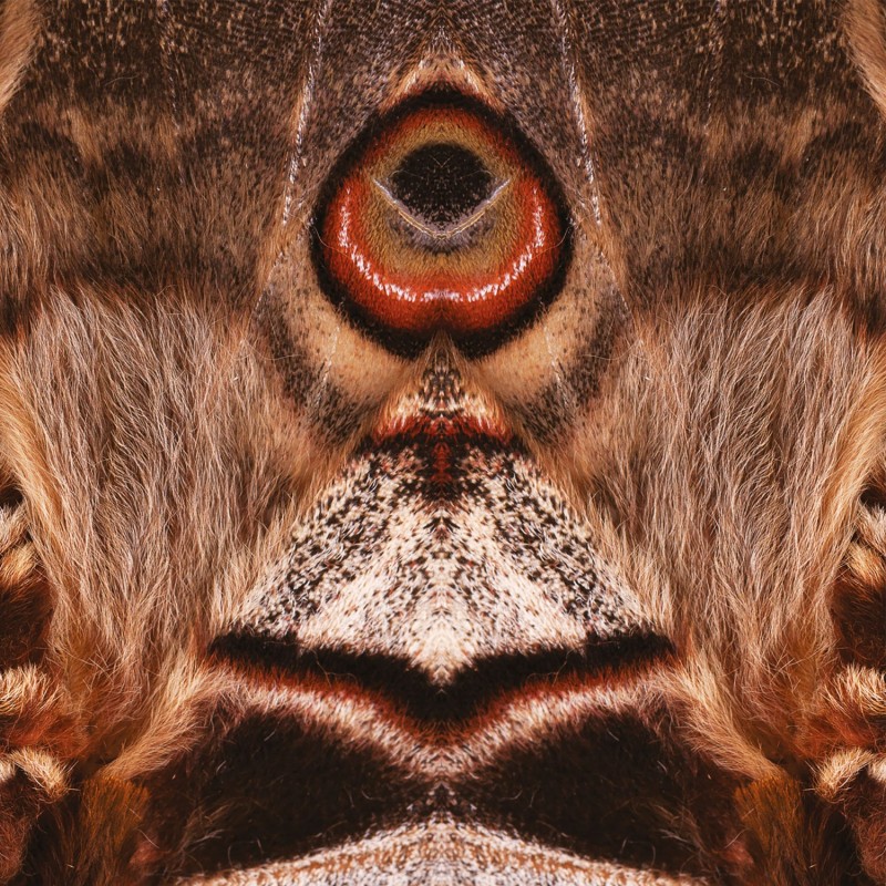 Thumbnail of Mountain Moth Premium Khu Hand Fan image