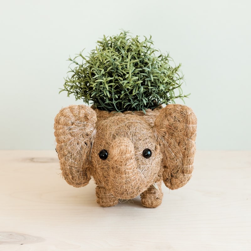 Thumbnail of Coco Coir Animal Planter - Elephant image