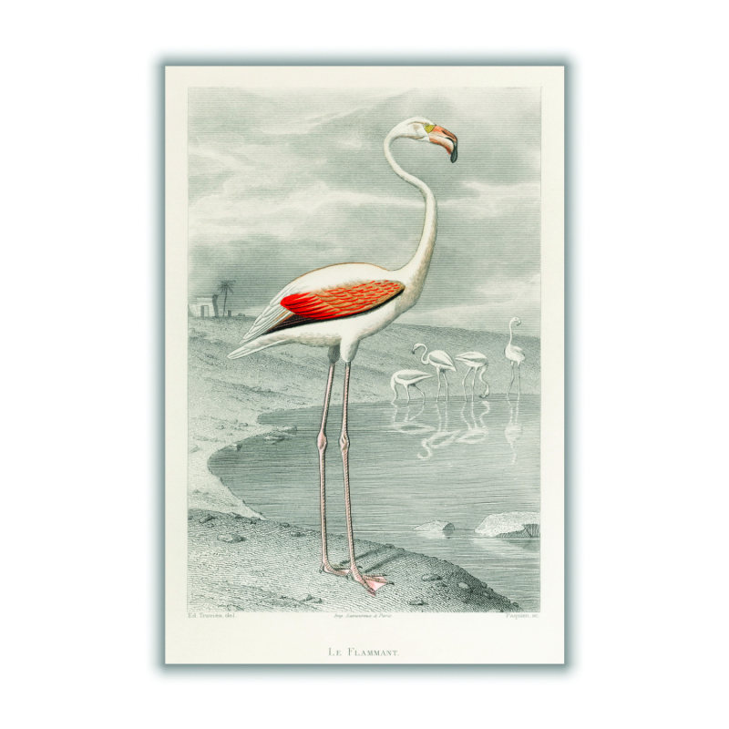 Flamingo, Stanley Print House