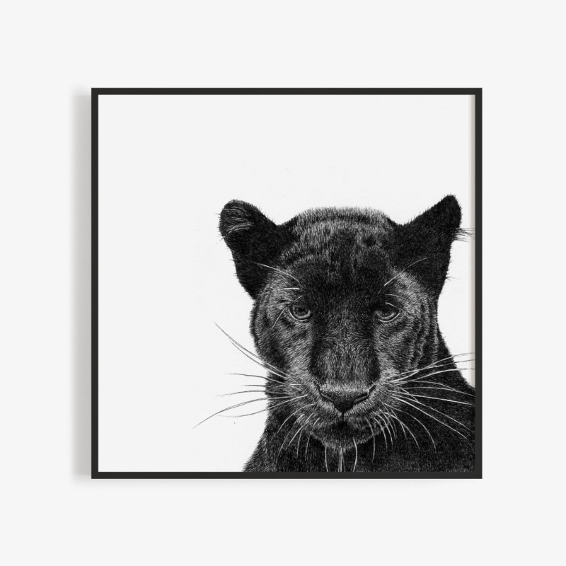 Thumbnail of Peering Panther - Black image