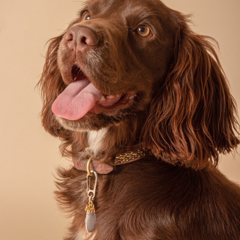 Thumbnail of Long Silver Hammered Pet Tag & Vermeil Dog Charm image