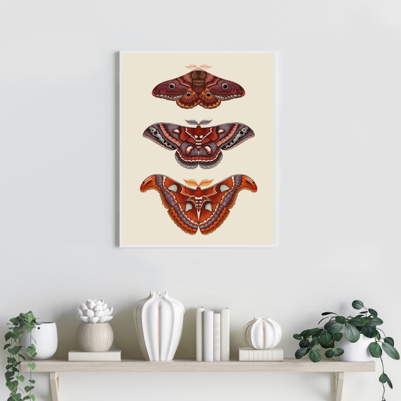 Thumbnail of 'Antique Moths' Fine Art Print A4 image