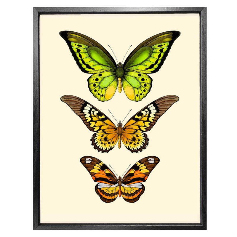 Thumbnail of 'Antique Tropical Butterflies Vi' Fine Art Print A3 image