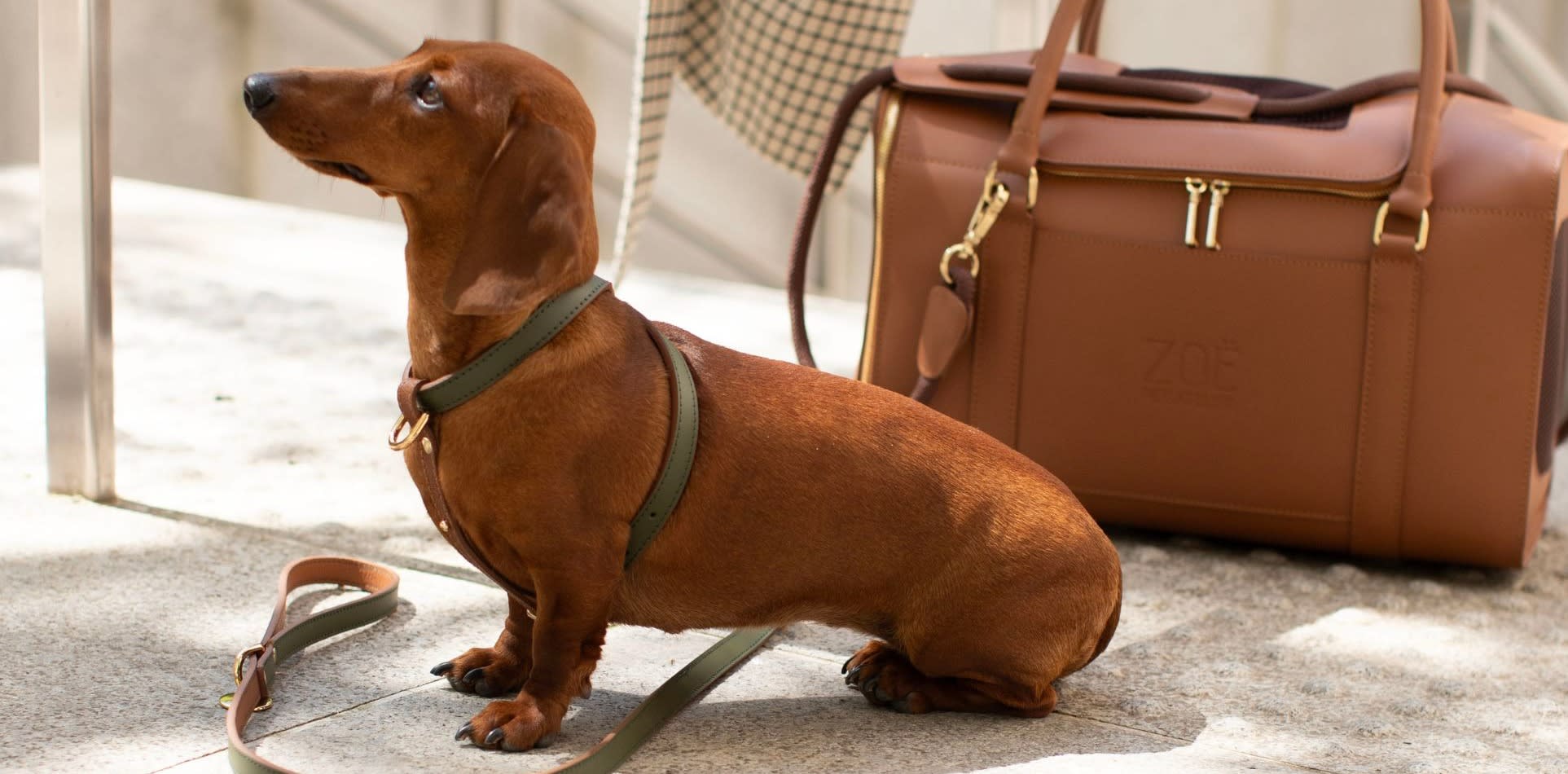 ZOË PET ATELIER