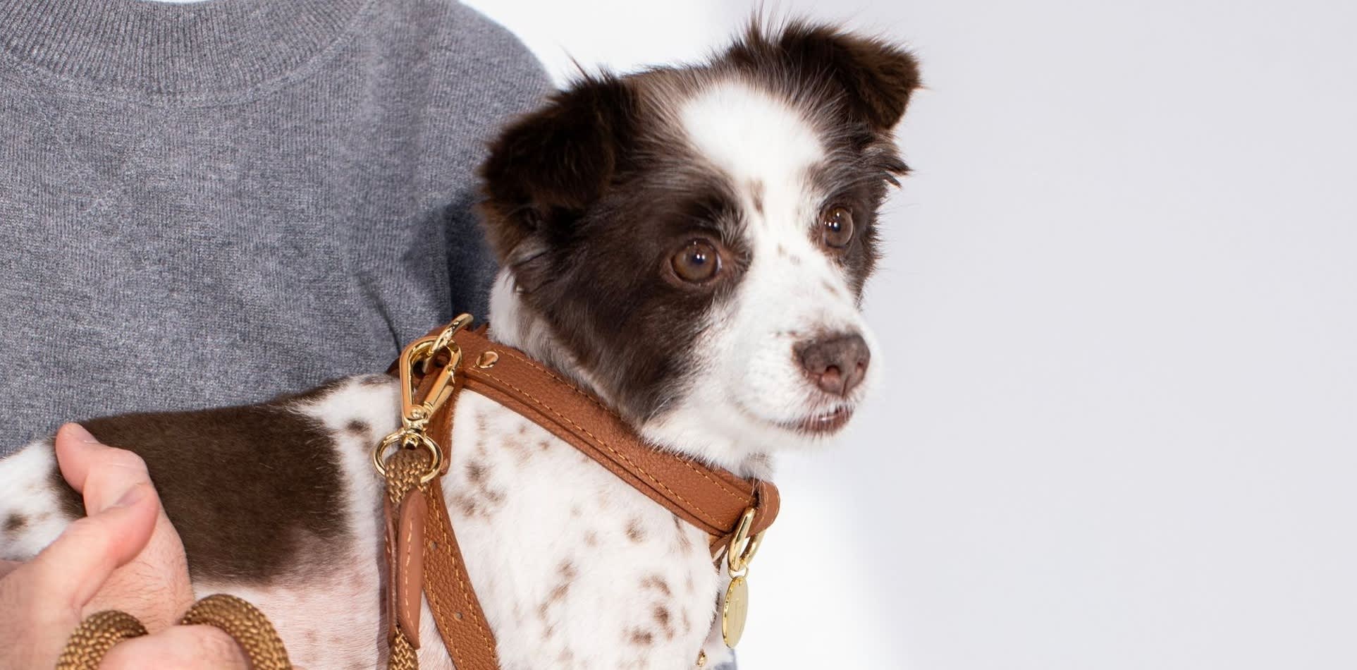 ZOË PET ATELIER