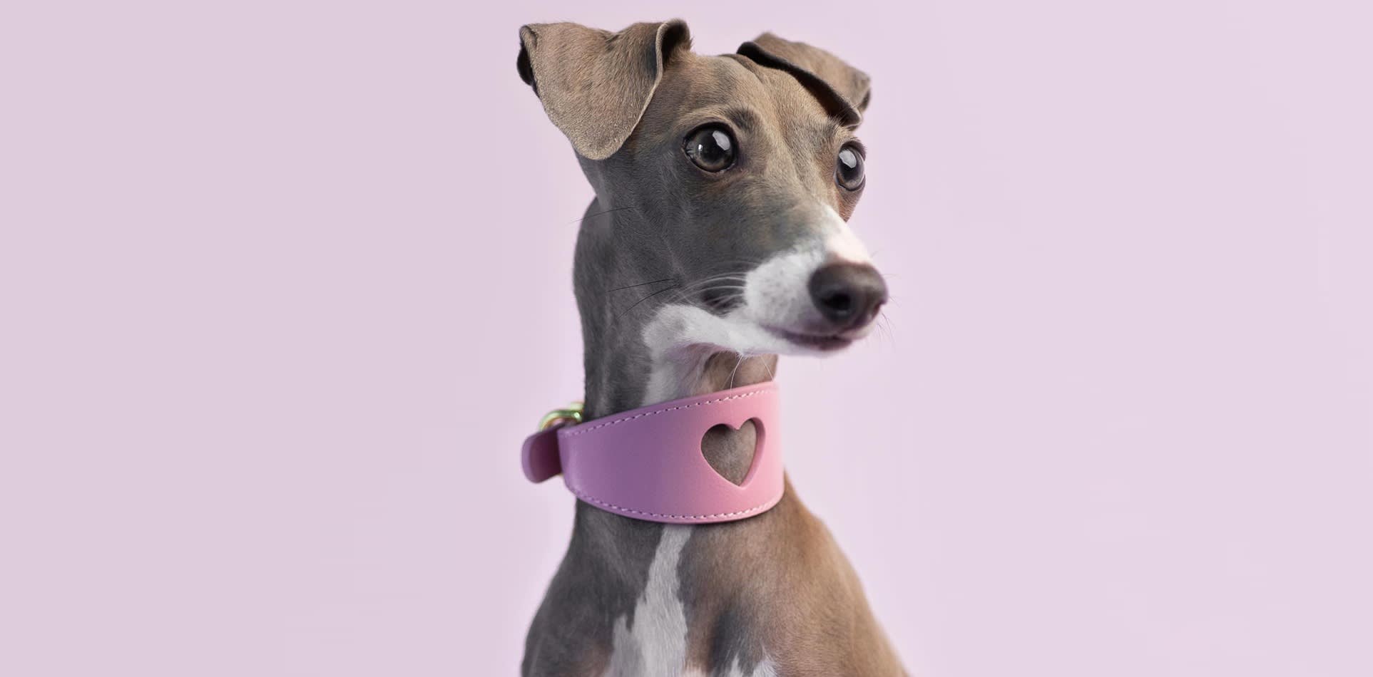 Lovehound