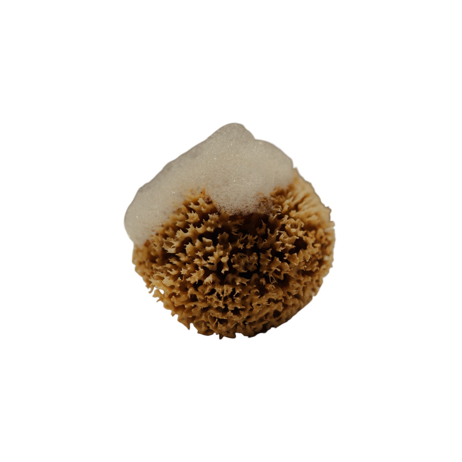 FYSHA Calypso Golden Honeycomb Body Sea Sponge