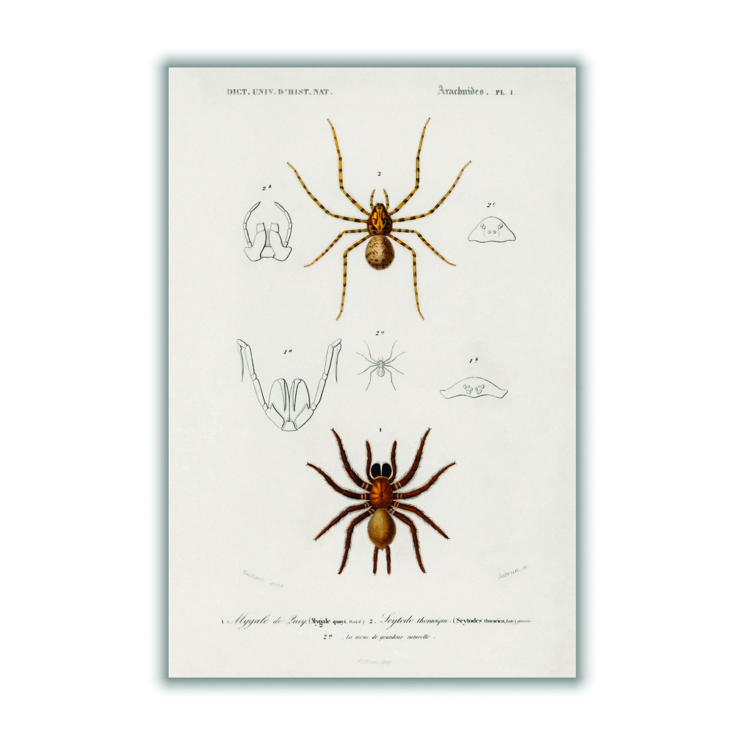 Yellow / Orange Natural History - Different Types Of Spiders Xxs Stanley Print House