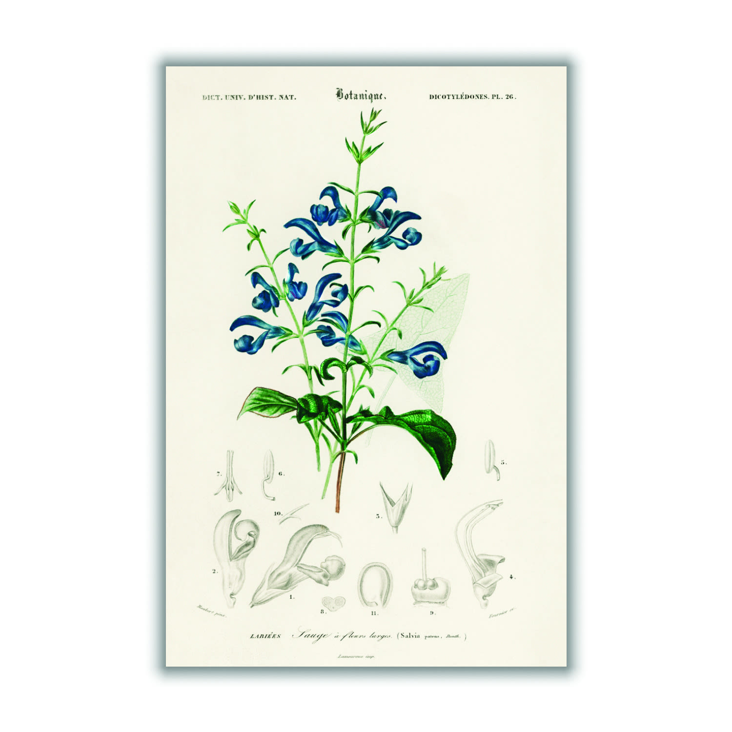 Green Salvia Patens Extra Large Stanley Print House