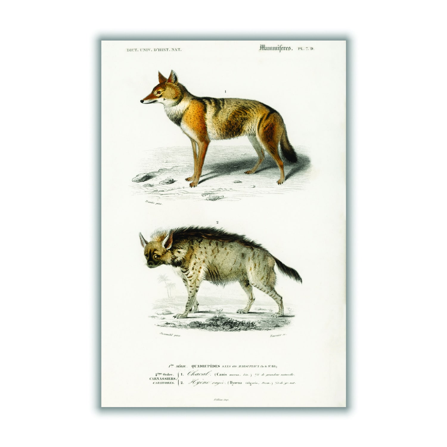 Golden Jackal And Striped Hyena Print A2 420 X 594Mm Stanley Print House