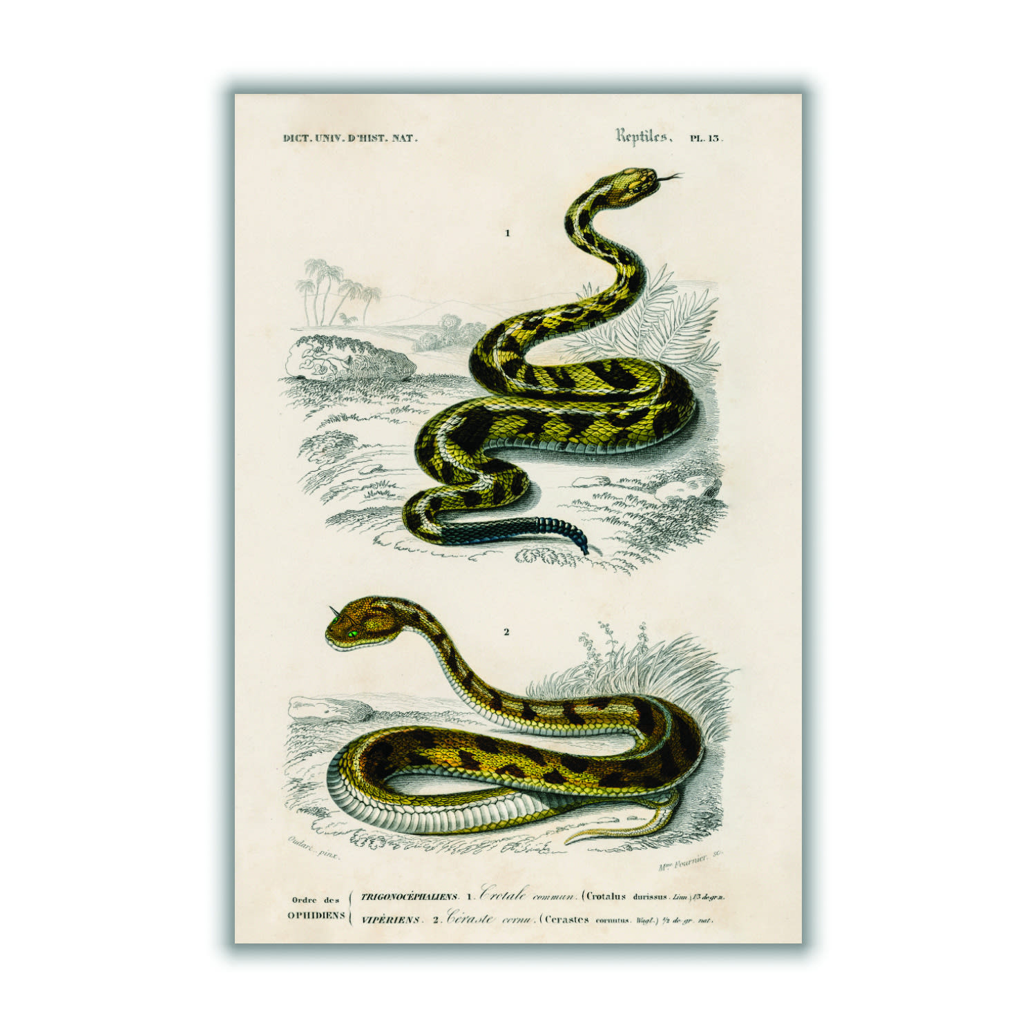 Green Vintage Snakes Ii Extra Large Stanley Print House