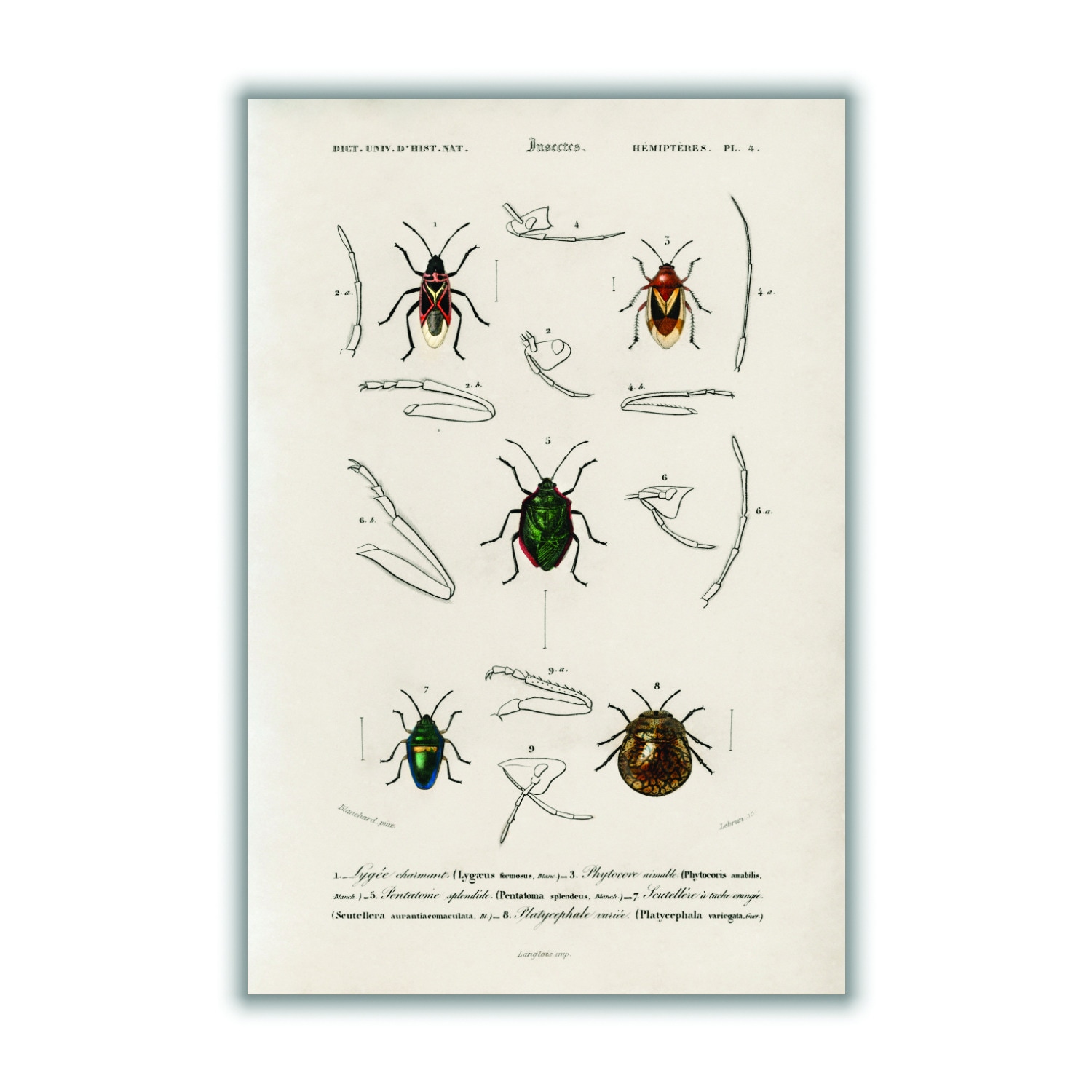 Black Natural History - Different Types Of Insects 7 Large Stanley Print House