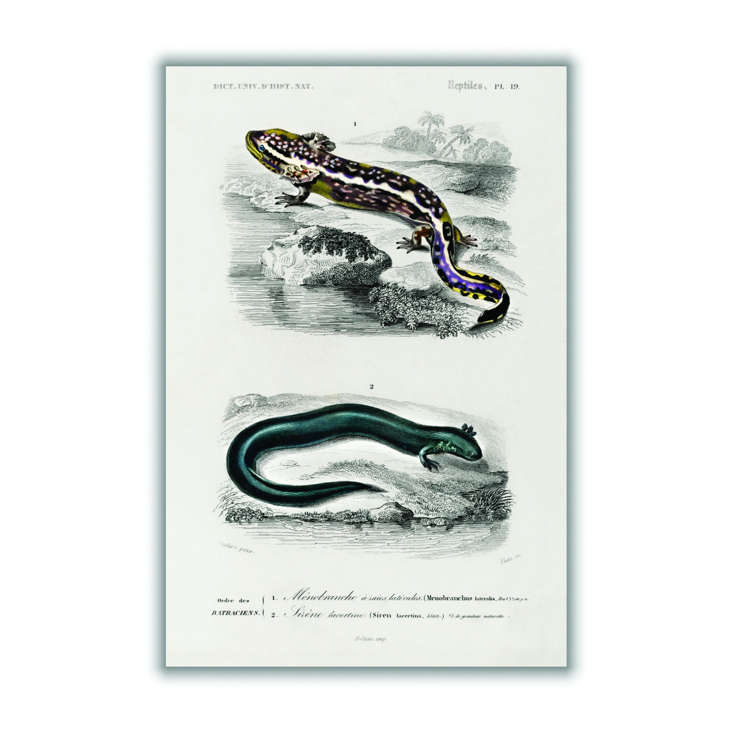 Grey Mudpuppy Illustration A3 297 X 420Mm Stanley Print House